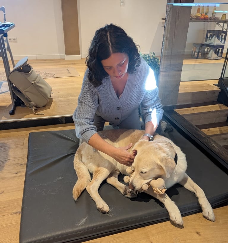 Svenja massiert Labrador Pelle