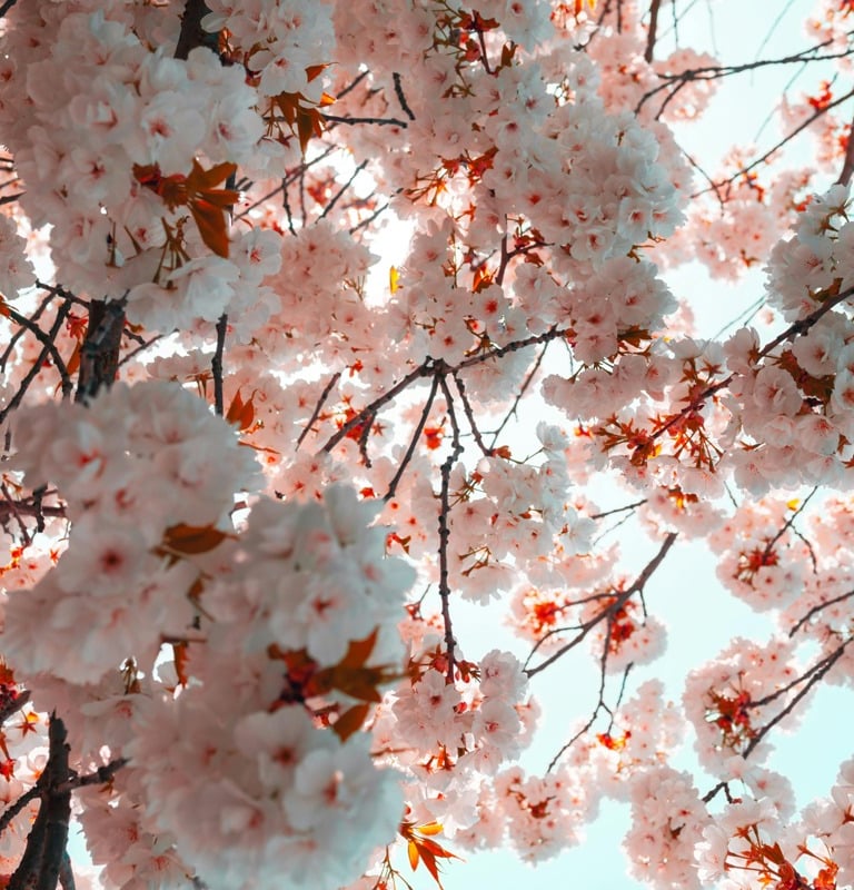 blossom trees 