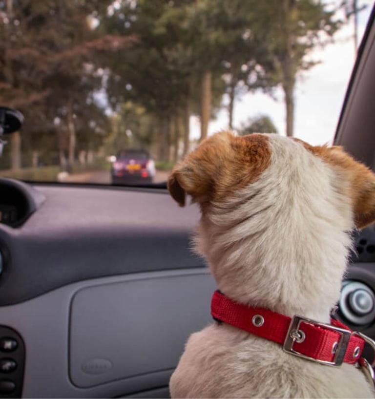 veterinario-no-jardim-sao-paulo
