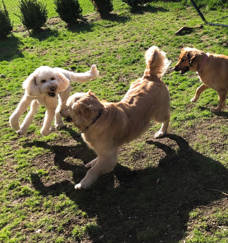 Foto Sozialkontaktstunde für Hunde