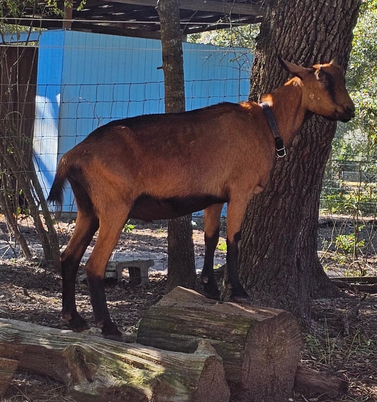 Oberhasli goat whether standing on two logs with blue shed in background