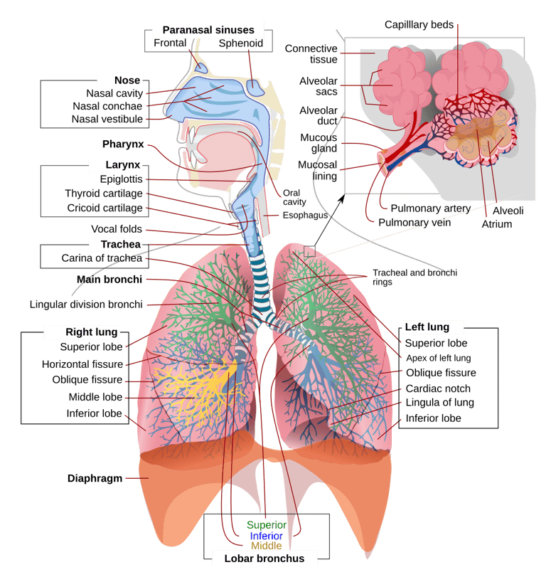 Pulmonology