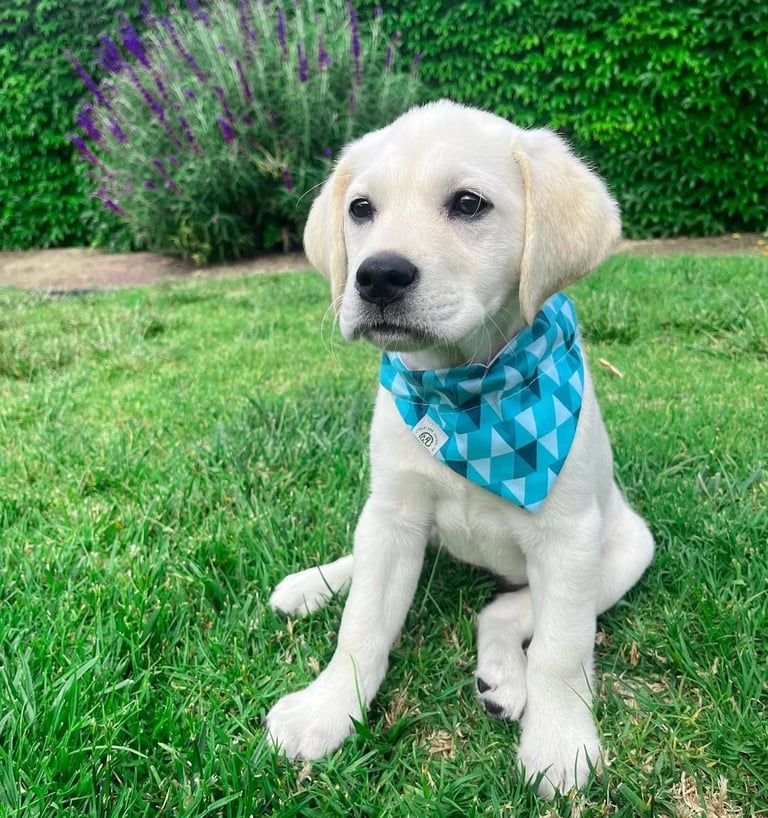 Labrador Retriever Puppies for Sale