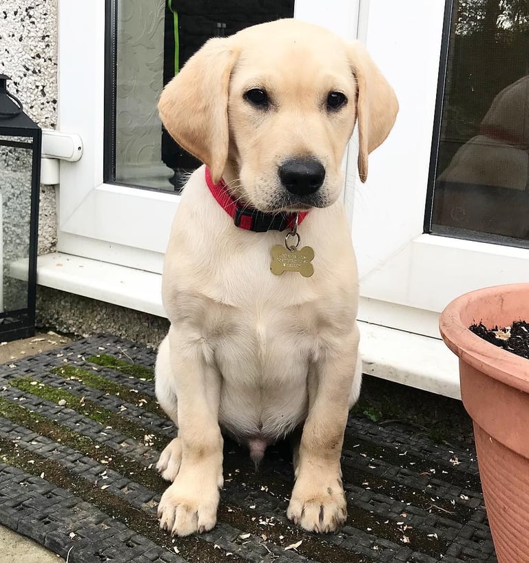 Labrador Retriever Puppies for Sale