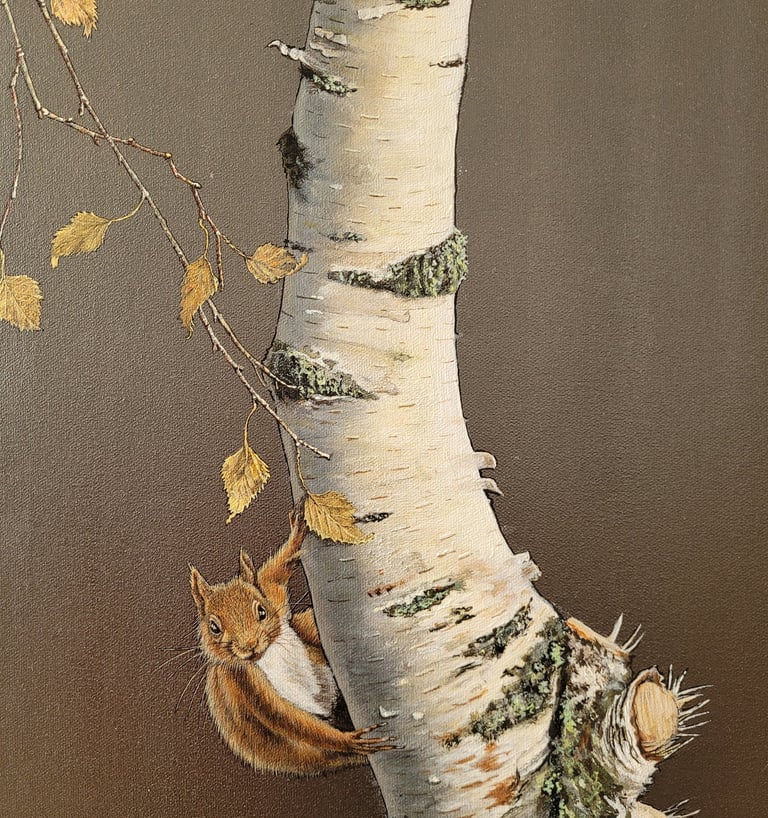 Álvaro Fernández Sáez Eichhörnchen auf Birke