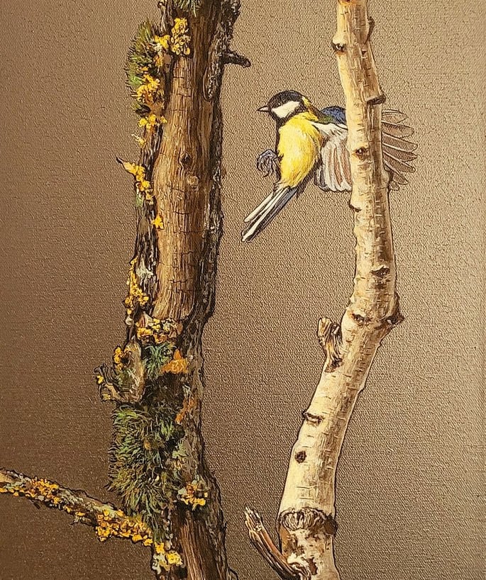 Álvaro Fernández Sáez Ich behalte dich im Auge Vogel Baum Kohlmeise