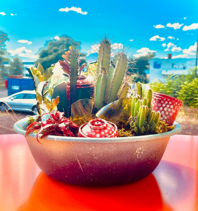 une bassine avec des cactus et des bombes de peinture