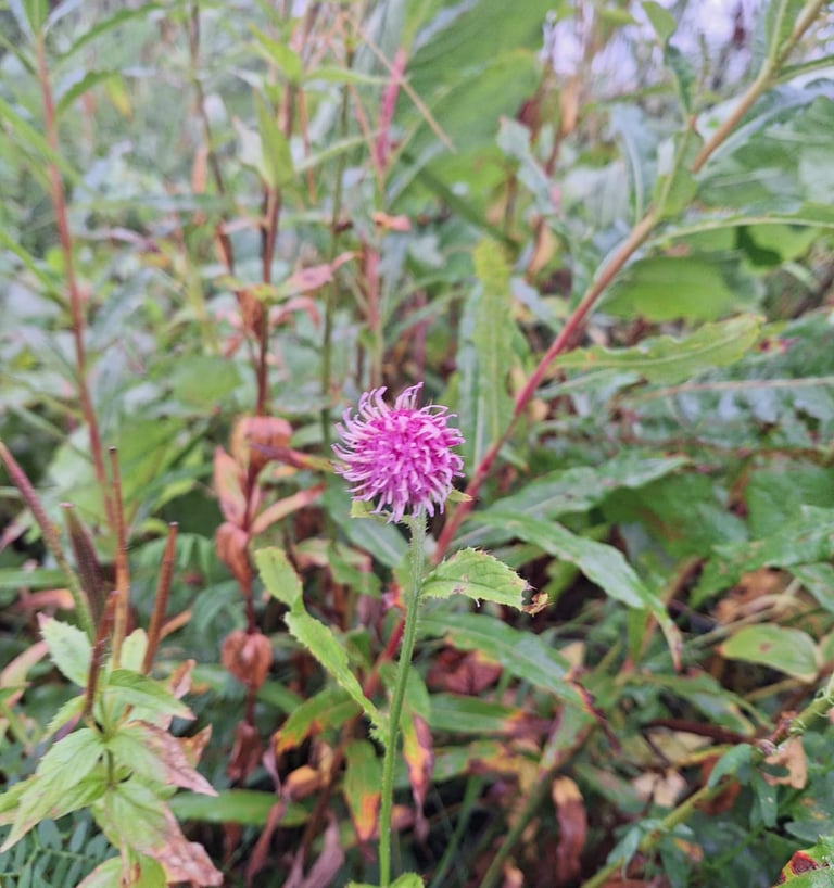 one small and pink Alpine Tistle around other plants