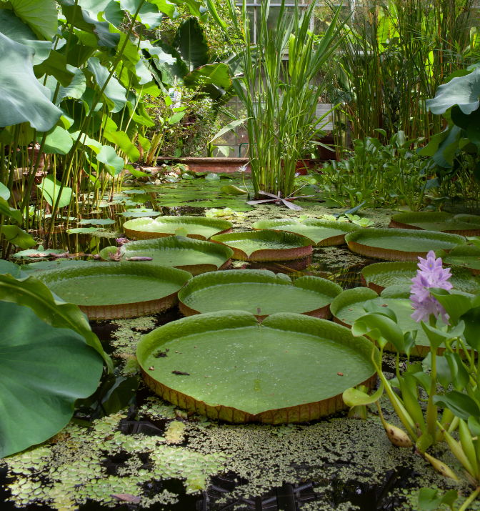 multiple Giant Water Lilys in a tropical rainforest