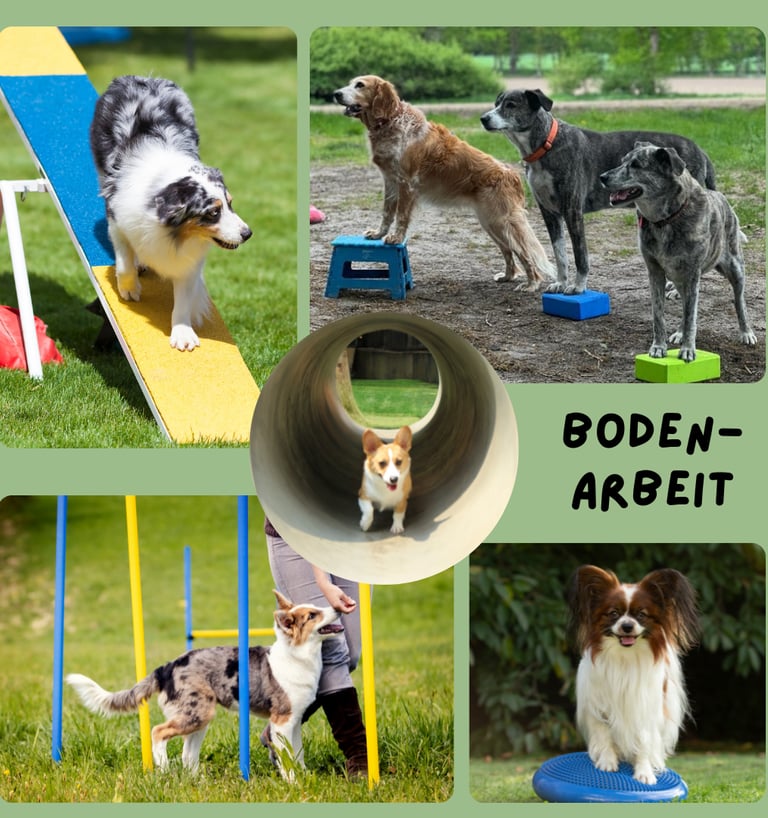 Bodenarbeit mit Hund - Bindung aufbauen un stärken: Borkheide, Beelitz, Seddiner See, Michendorf