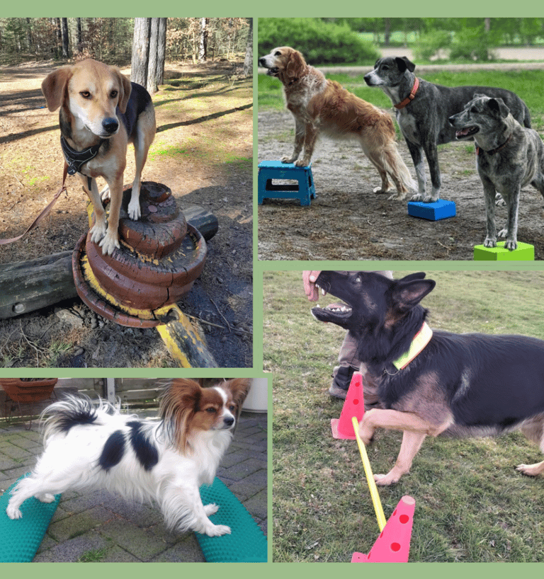 BODENARBEIT mit Hund: Borkheide und Umgebung, Potsdam, Berlin, Werder, Michendorf, Brandenburg