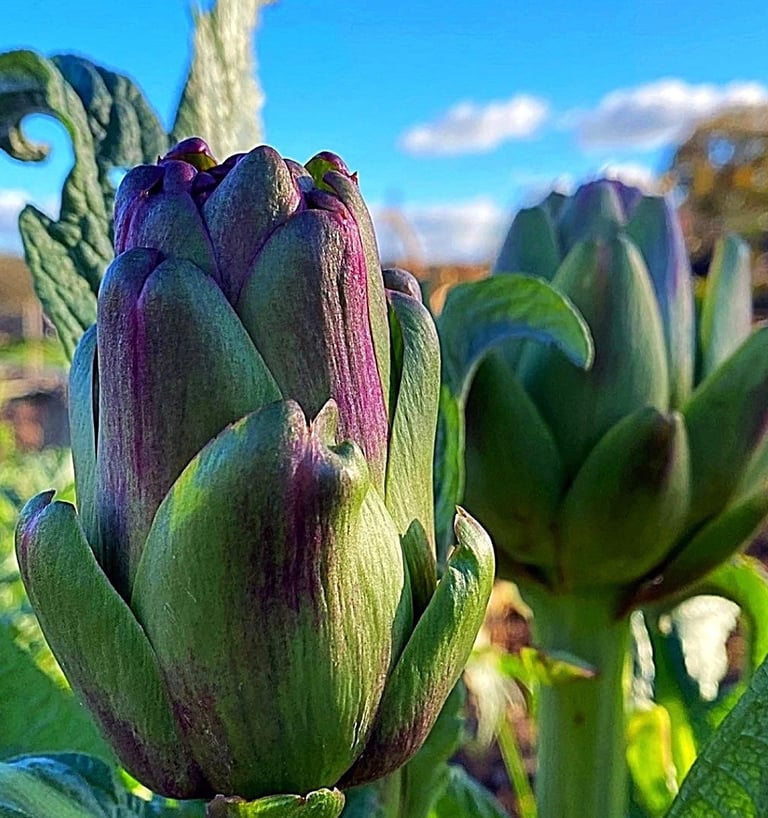 Violet de Provence It’s as ornamental as it is edible, and is ideal for a variety of situations, and is loved by bees.
