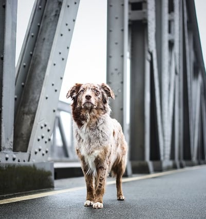 Pet dog cat training treat stay behaviour