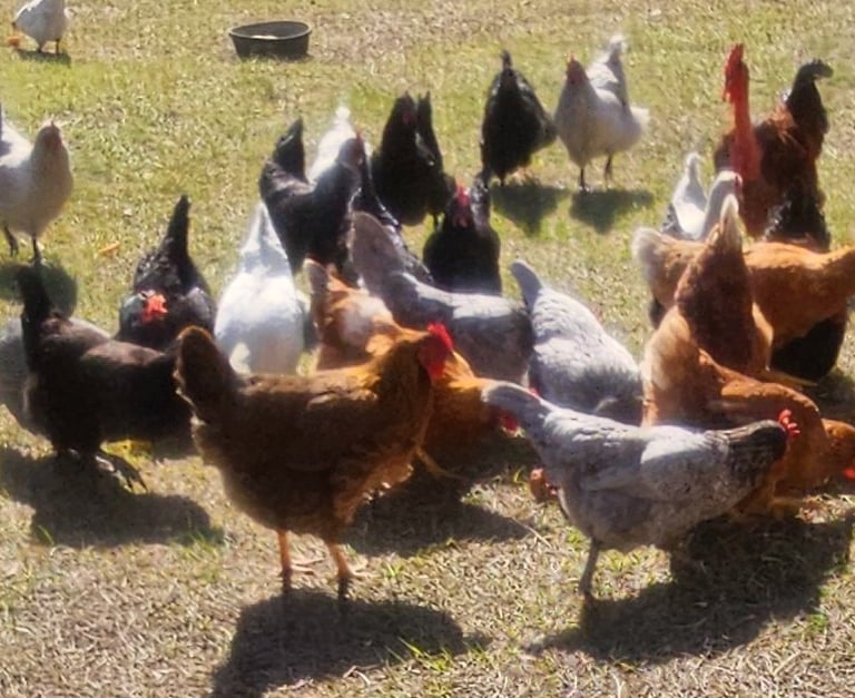 Mixed flock of chickens exploring yard slightly blurry photo