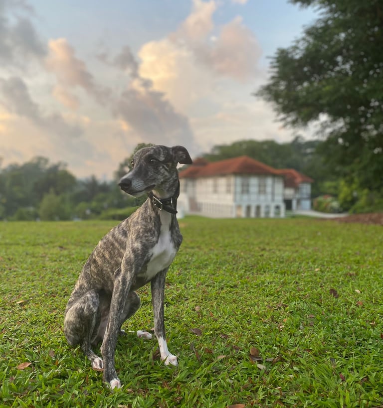 Muesli, Whippet, Singapore, Black and White House, Curiousramblings