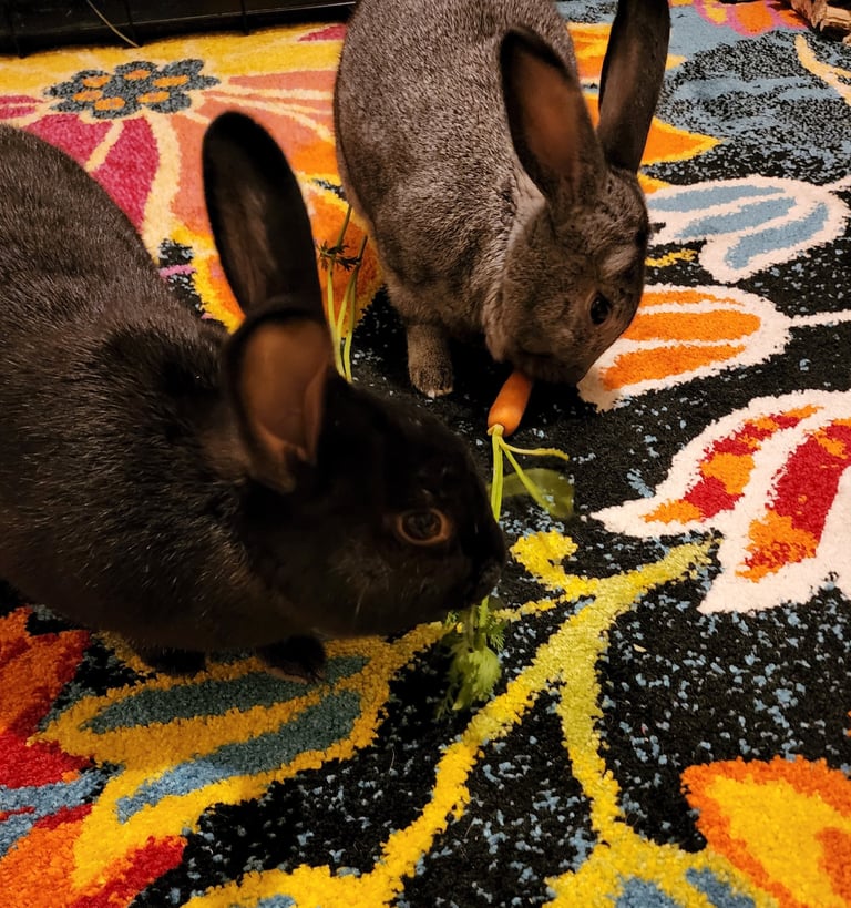 pet sitting two rabbits are eating a carrots on a rug bunny boarding 