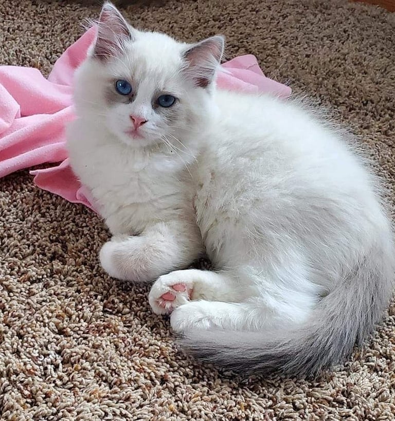 bi color blue mitted ragdoll cat blue eyed TICA registered ragdoll cat