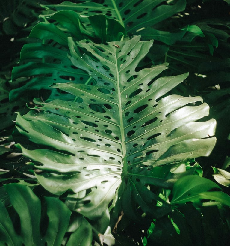 Mature fenestrated Monstera Deliciosa leaves with splits, and holes