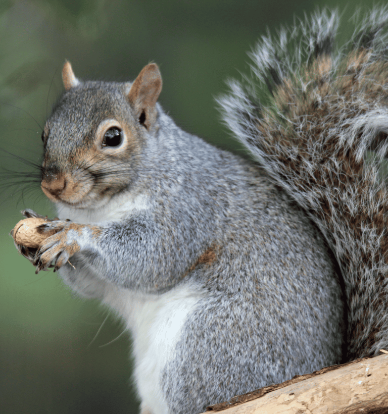 Pest Control in Dorset | Local Pest Control Services
