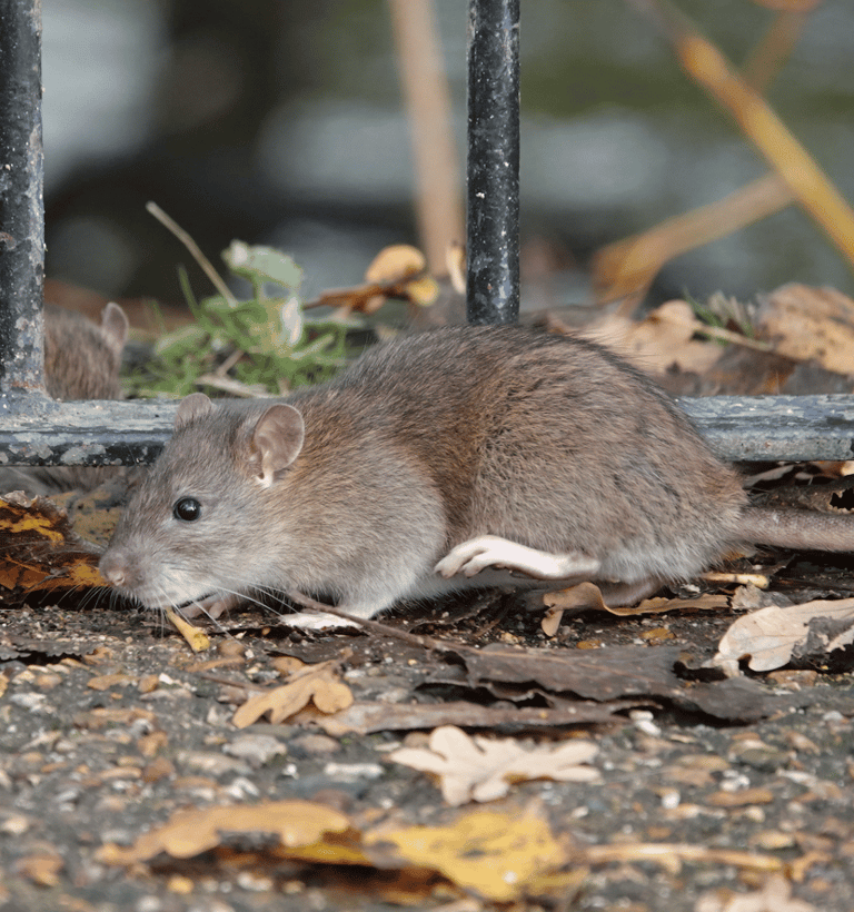 Pest Control in Dorset | Rat and Rodent Control Services | Dark Knight Pest Control