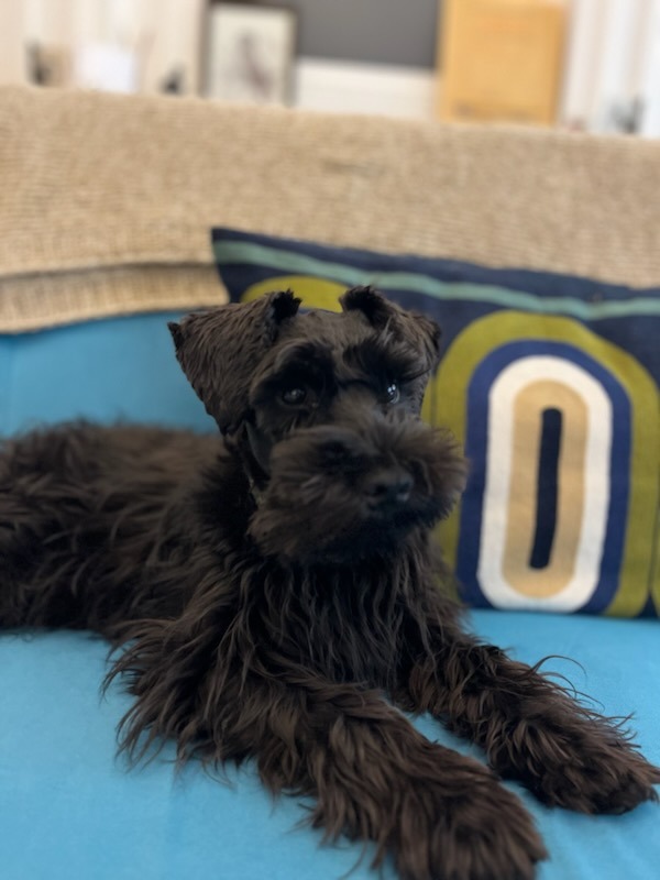 Gigi des Diamants Noirs d'Also