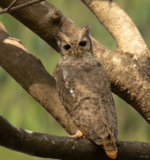 African eagle owl perched in tree in Gambia