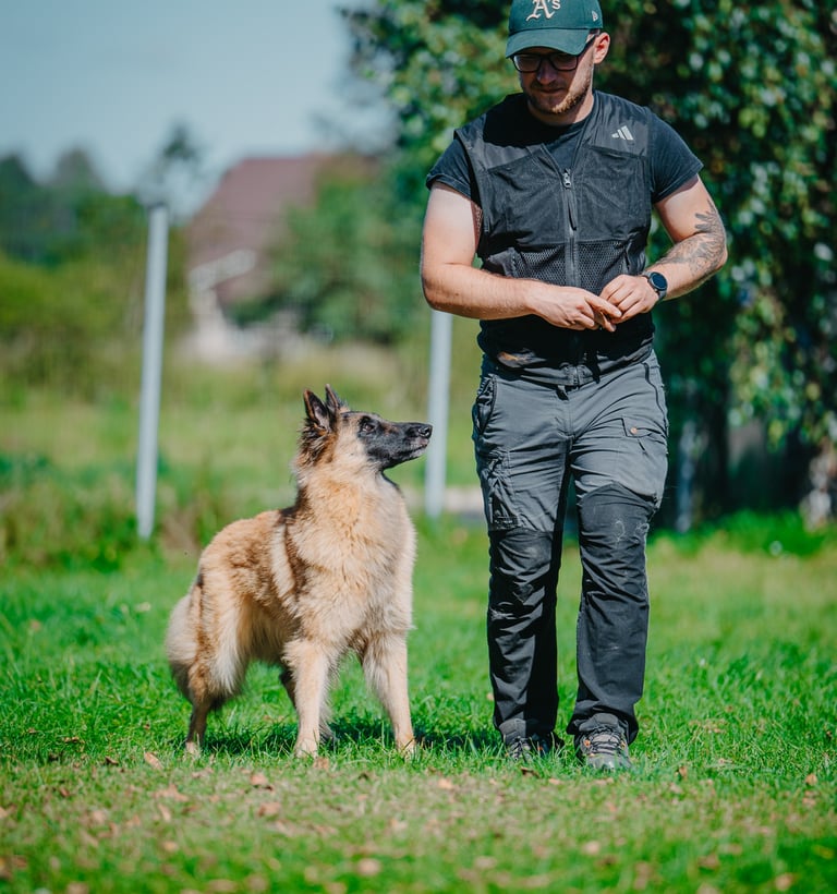 šuo dirba su treneriu