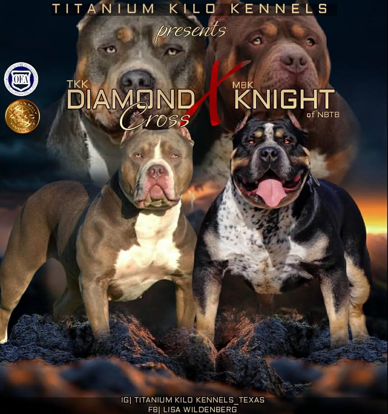 TITANIUM KILO KENNELS XL BULLY PUPPIES