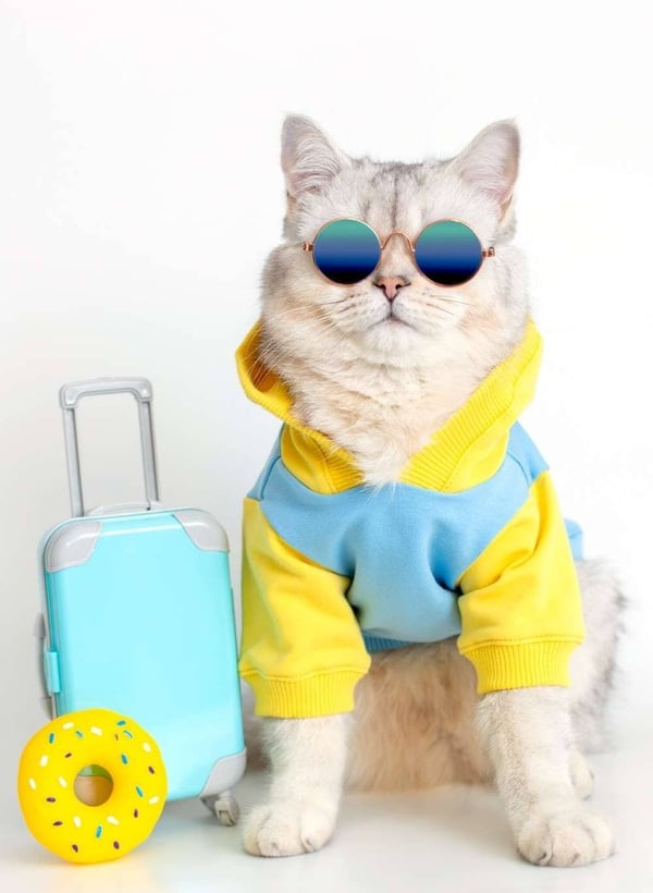 Un simpático gato con gafas de sol y una sudadera con capucha sentado junto a una maleta de viaje .