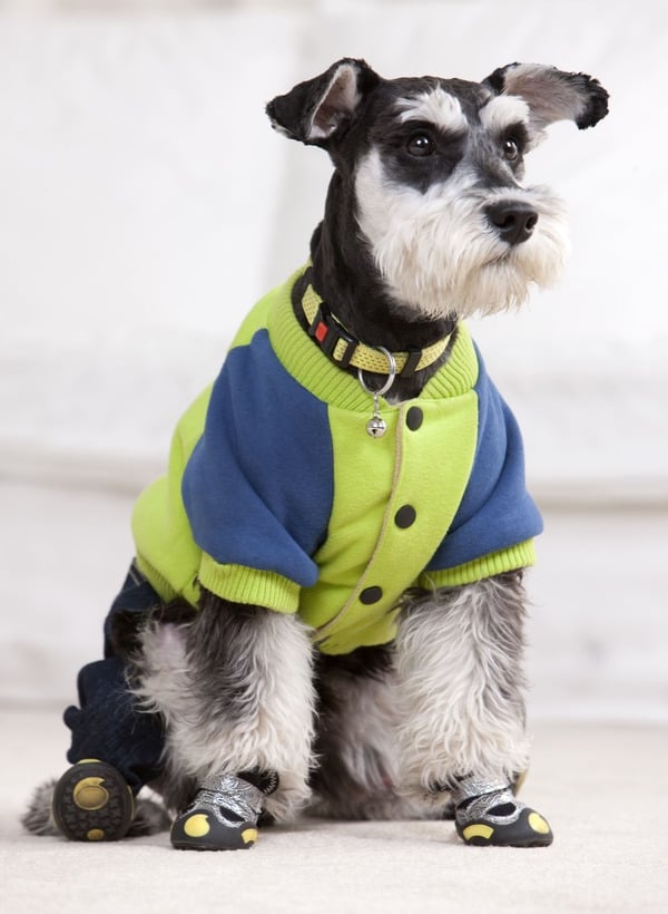 Perro Schnauzer miniatura que lleva una colorida chaqueta de forro polar verde lima y azul y botitas