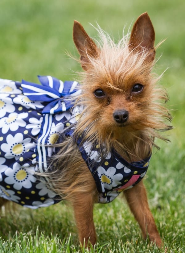 Un pequeño terrier Yorkshire marrón con un vestido azul estampado de margaritas