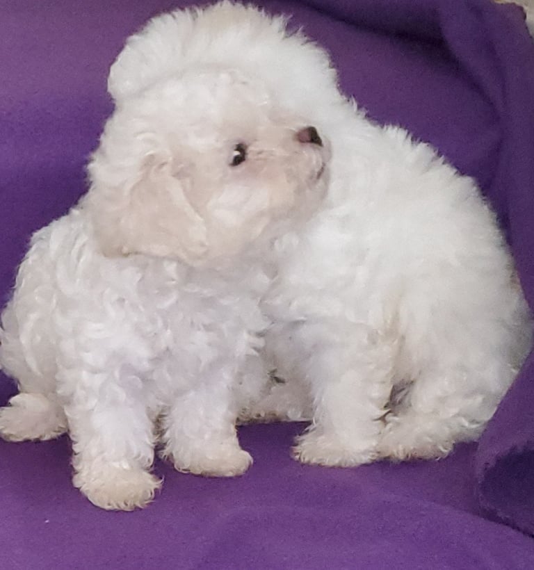 Two fluffy white Maltese puppies sitting together on a purple blanket.