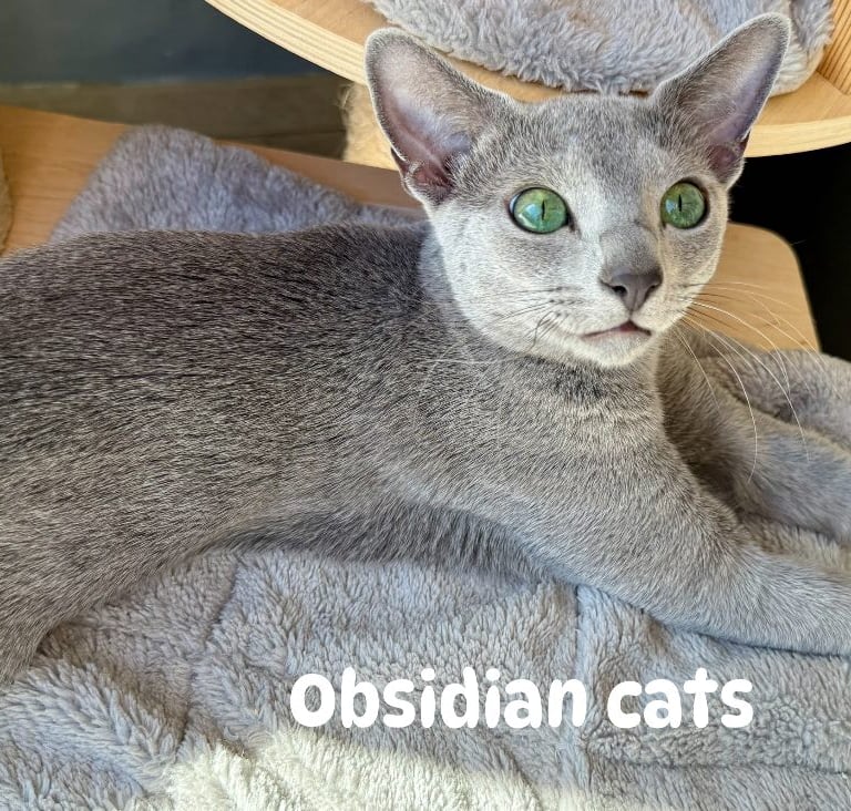 bleu russe chat - russian blue cat-obsidian-cats-france