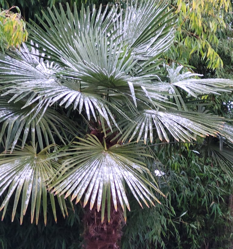 windmill palm with snow during our washington winter