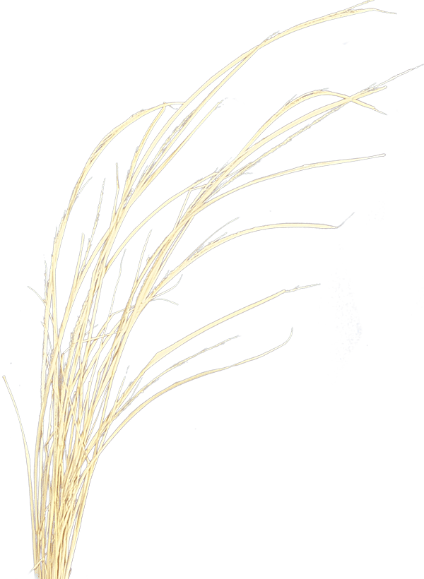 Texas wheat grass masked