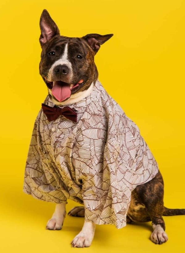 perro con camisa muy elegante y accesorio en el cuello