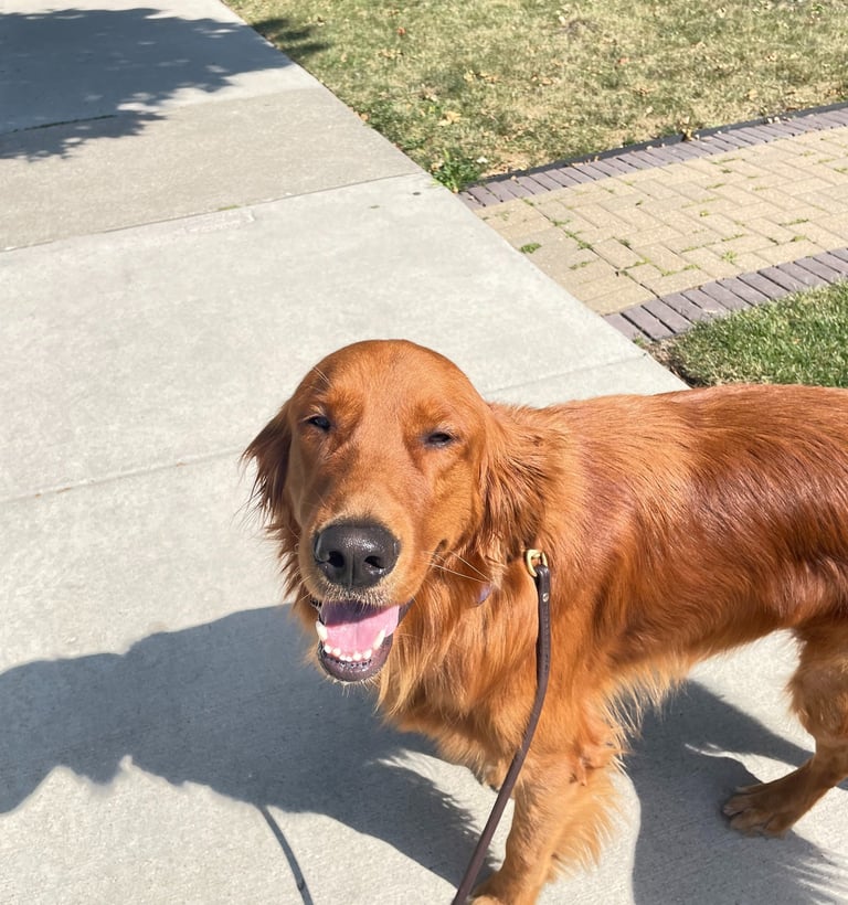 Pet care services in Chicago North