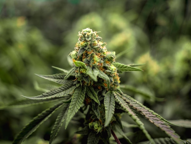Close-up of a flowering cannabis plant bud with trichomes and orange pistils.