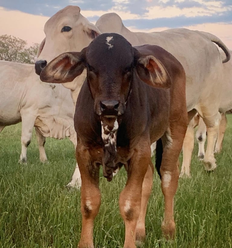 KCC Brahman