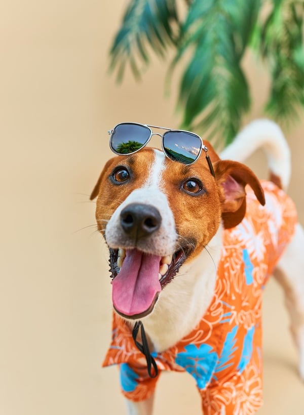 Feliz Jack Russell Terrier con camisa hawaiana tropical y gafas de sol.