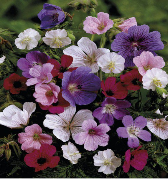 géraniums plante pour tombe livraison en maine et loire, mayenne