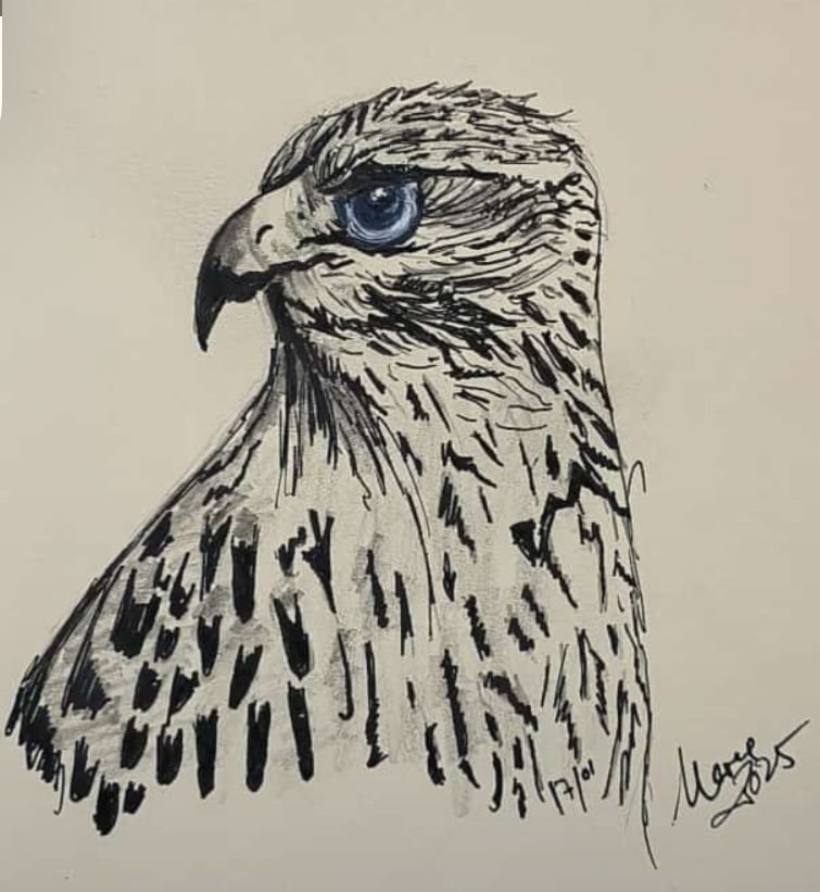 Halcón en grafito y tinta. Artesancho.com