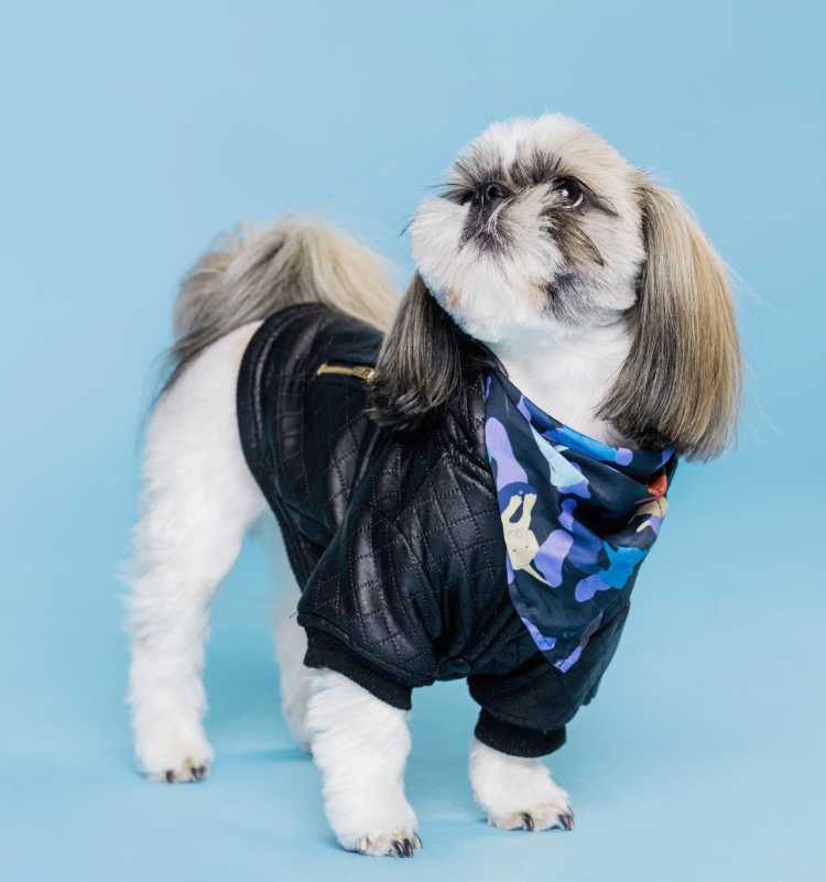 Perro Shih Tzu mirando hacia arriba con chamarra negra acolchada y pañoleta con estampado de camuflaje azul sobre fondo azul.