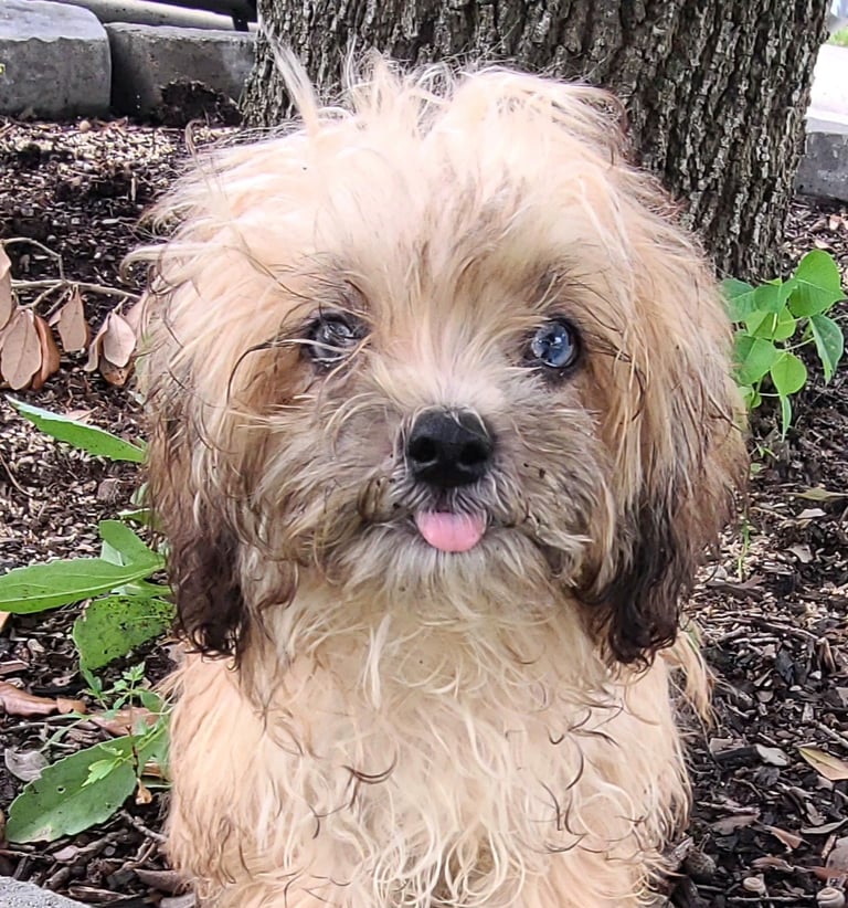 Teacup Hypoallergenic Mal-Shi Puppy in Texas
