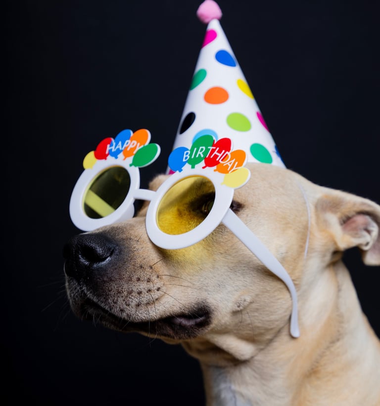Close-up portrait of a happy dog wearing a party hat at a pet photography studio in Thessaloniki