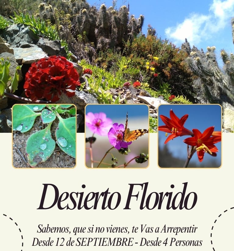 Desierto Florido desde Caldera