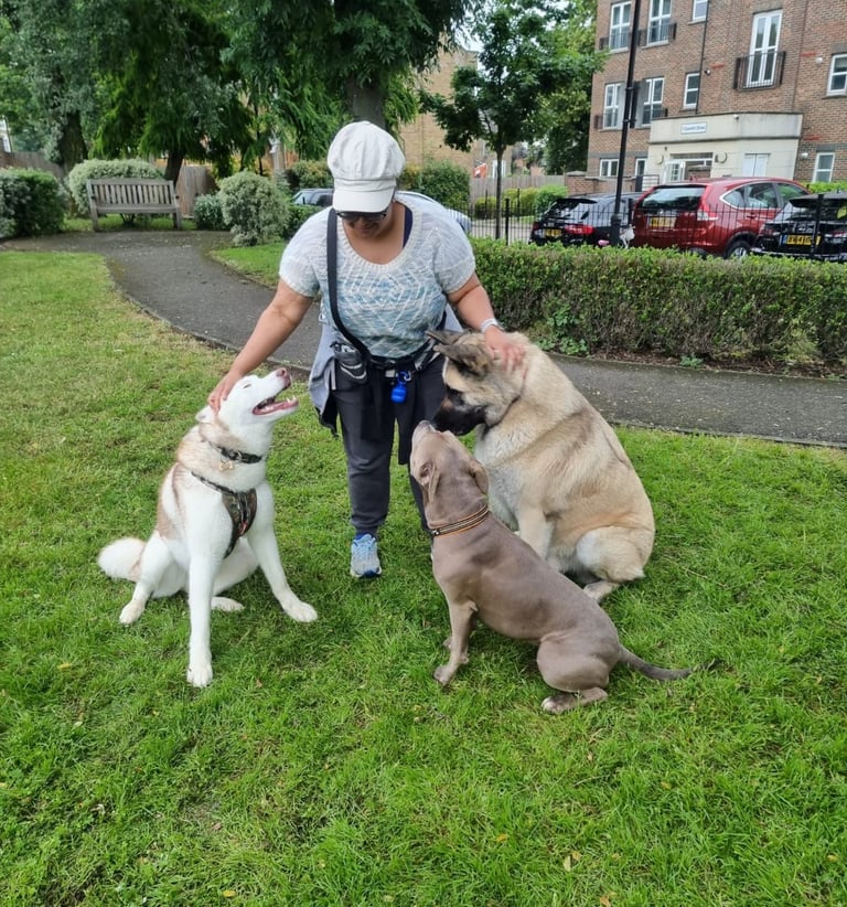 Local dog trainer with three well-behaved and controlled dogs in N9, Edmonton