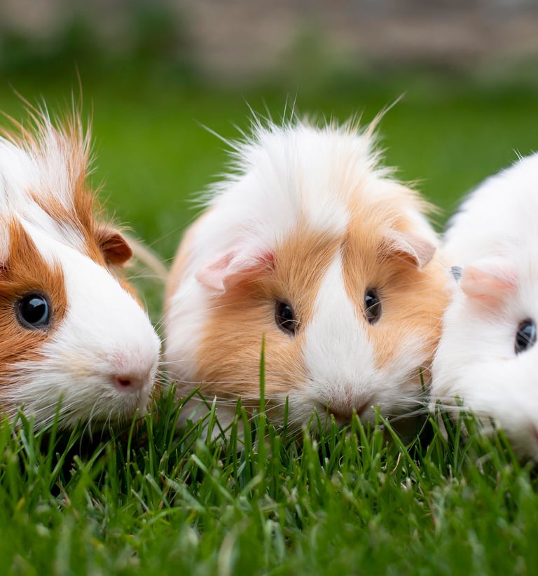 three guineas are sitting in the grass