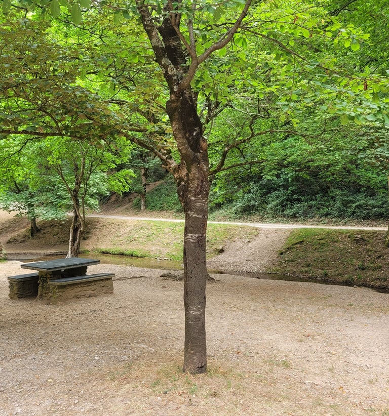 pic nique sous les arbre au bord du ruisseau