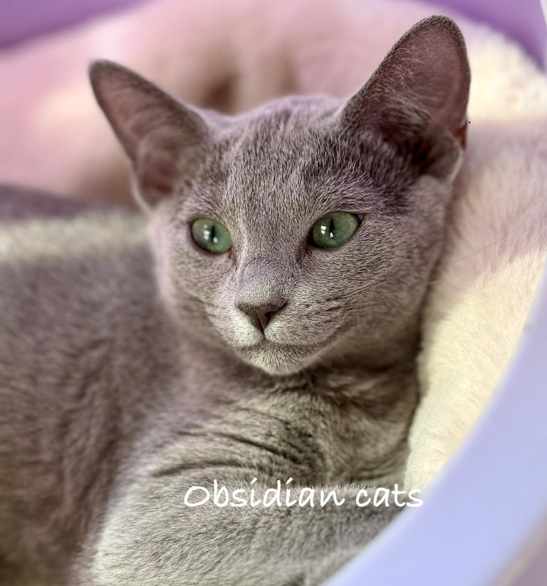 bleu russe chat - russian blue cat-obsidian-cats-france-Provence